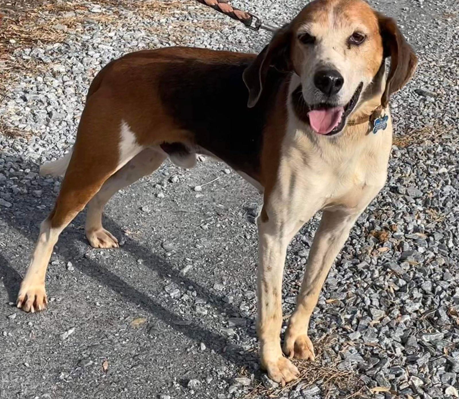 Enlarge Alexander:  Not At the Shelter (Wendy), a Adoptable Hound in Rustburg, VA image 2/6