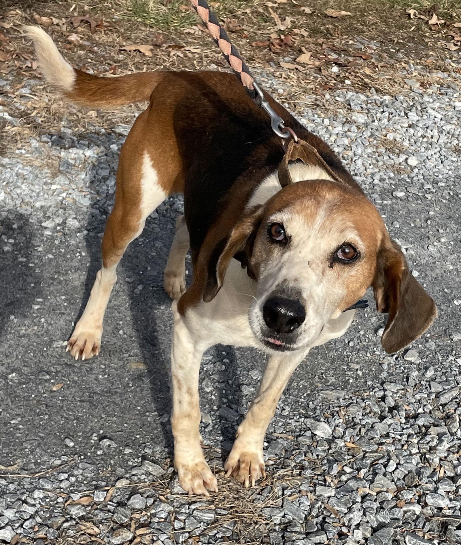 Enlarge Alexander:  Not At the Shelter (Wendy), a Adoptable Hound in Rustburg, VA image 3/6
