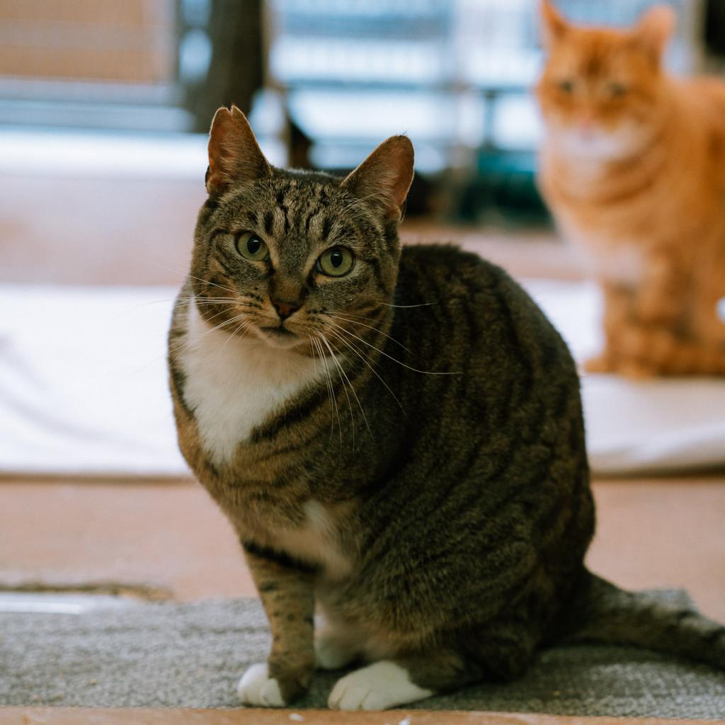 Petal — thumbnail 3