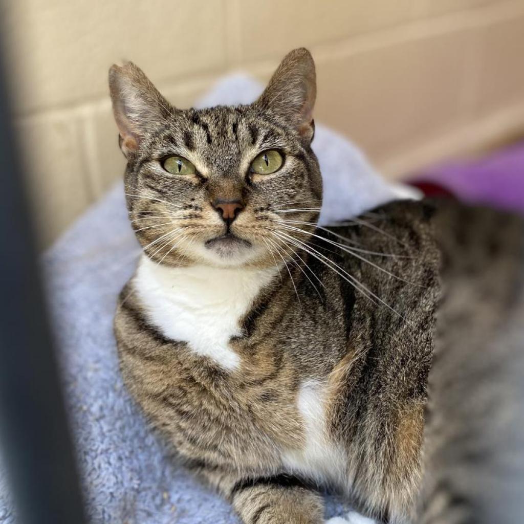 Petal — thumbnail 4