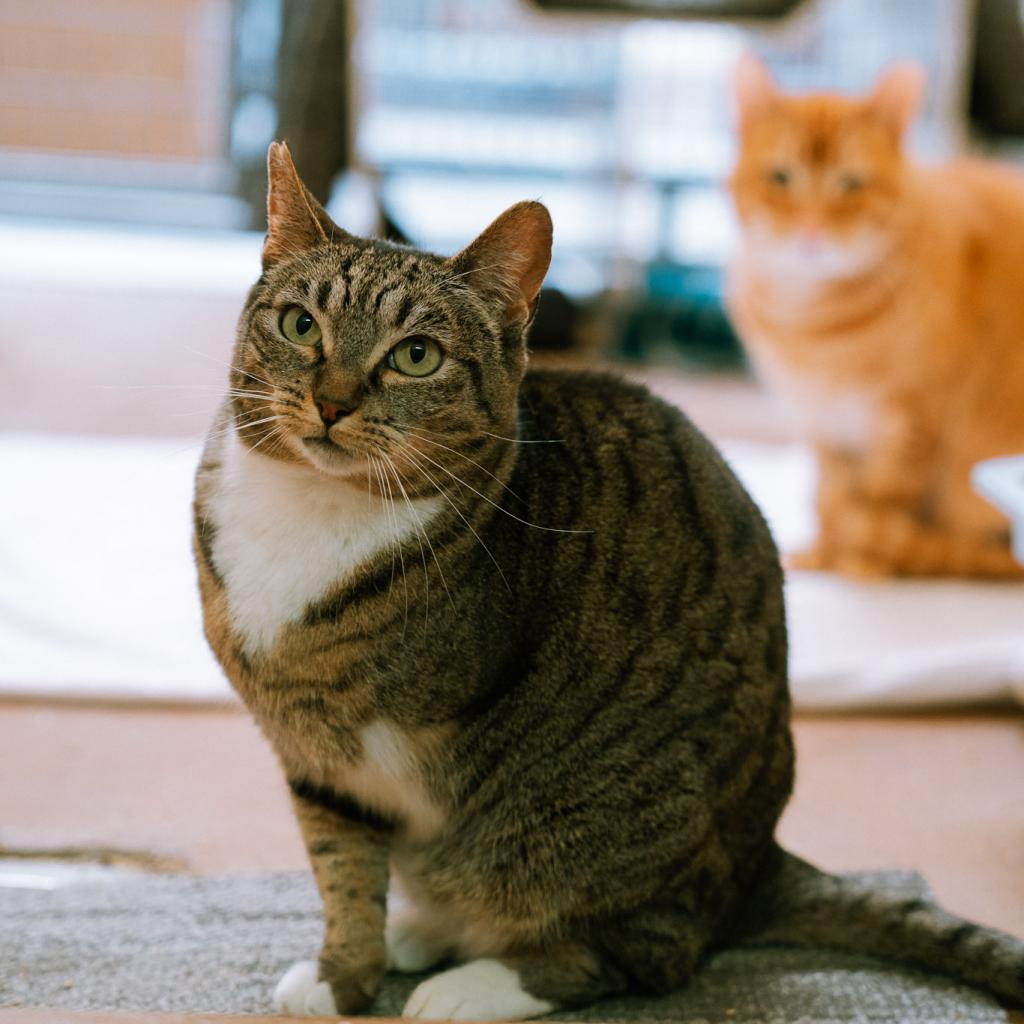 Petal — thumbnail 5