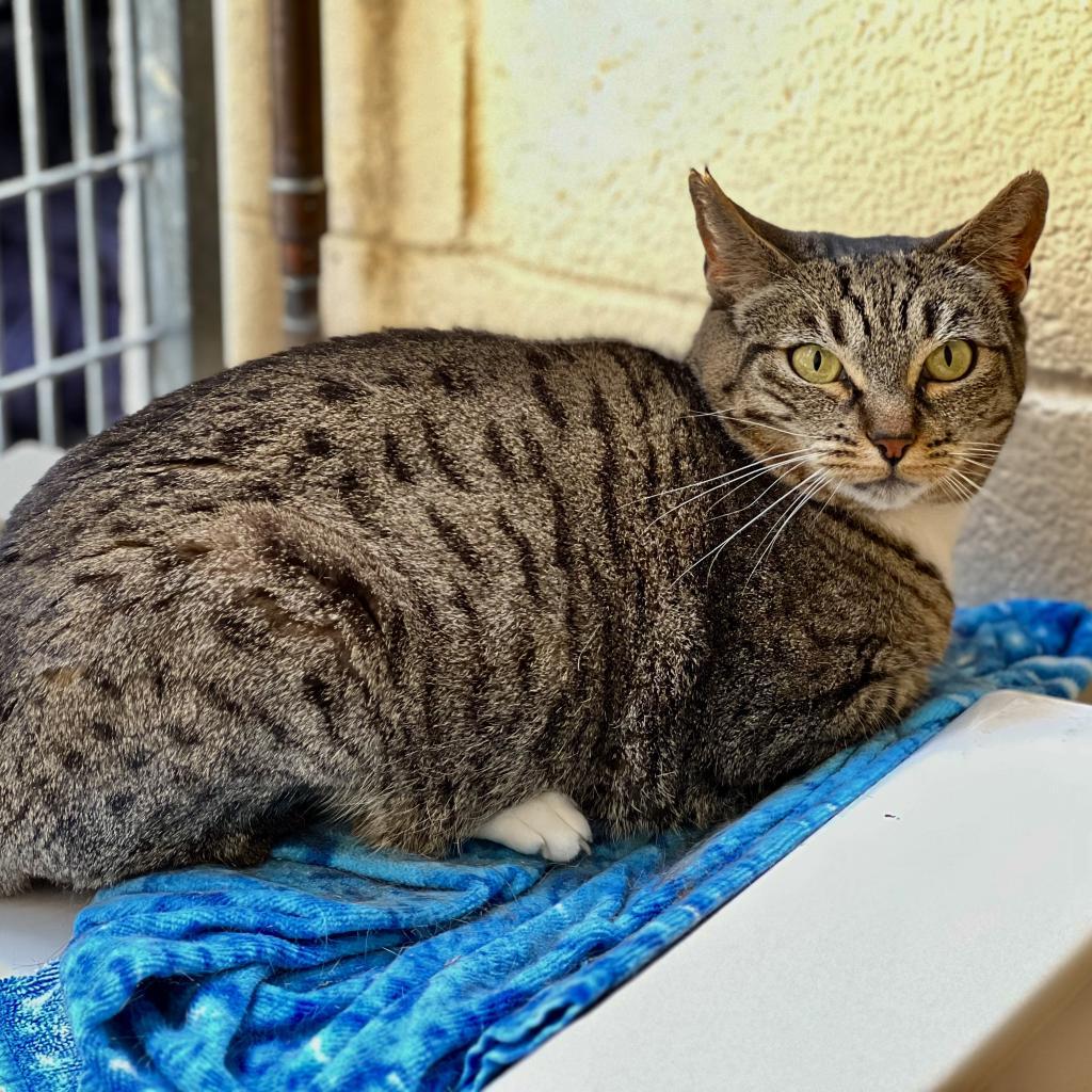 Petal — thumbnail 6