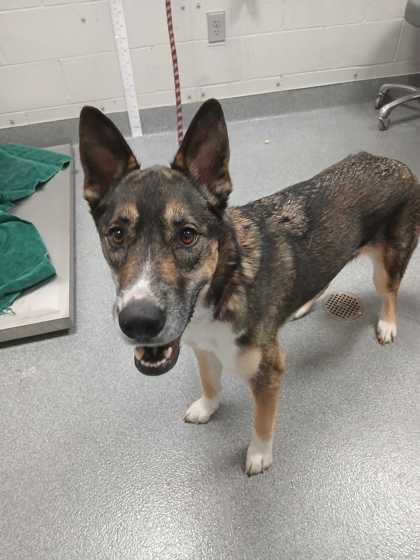 Luna Lovegood, a Adoptable mixed breed in Sevierville, TN image 1/3