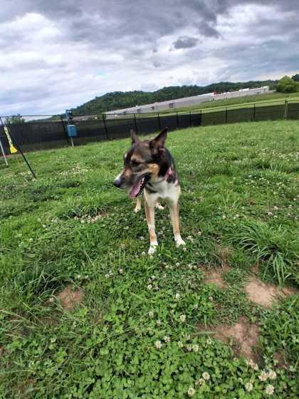 Luna Lovegood, a Adoptable mixed breed in Sevierville, TN image 2/3
