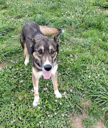 Luna Lovegood, a Adoptable mixed breed in Sevierville, TN image 3/3