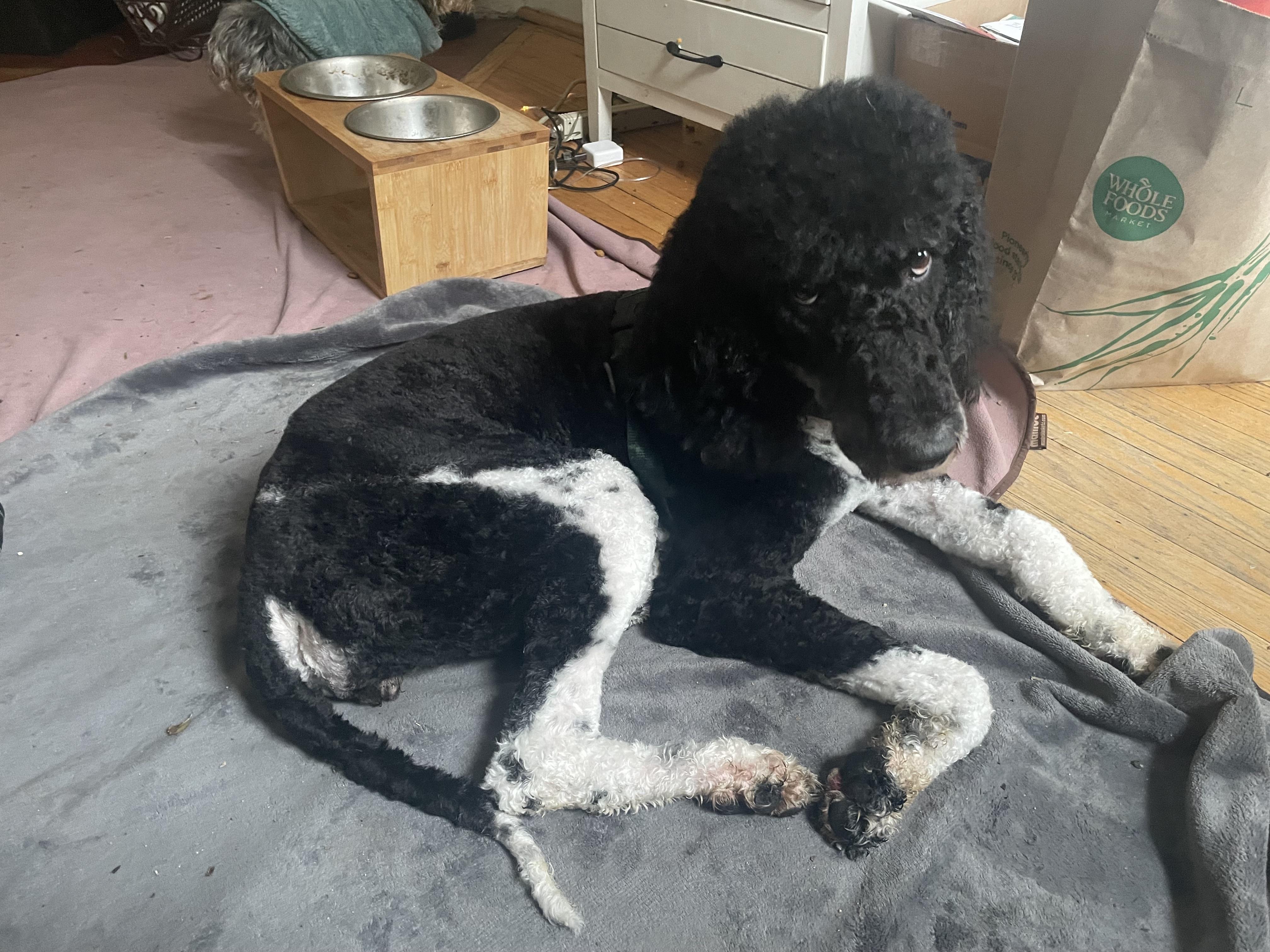 Enlarge Stella, a Adoptable Standard Poodle in Philadelphia, PA image 1/1