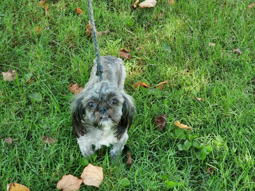 Zelda, a Adopted mixed breed in Hermitage, TN image 2/3