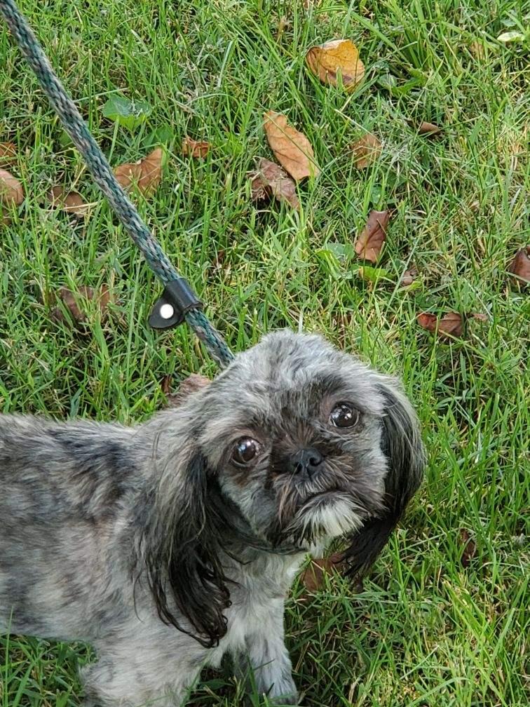 Zelda, a Adopted mixed breed in Hermitage, TN image 1/3