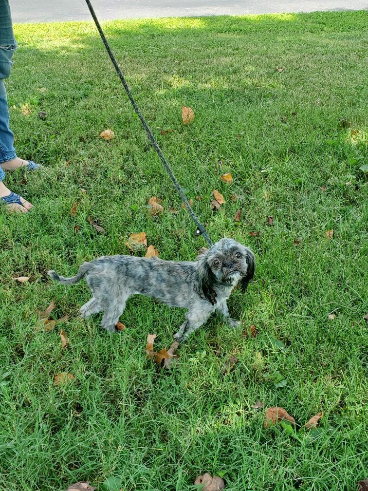 Zelda, a Adopted mixed breed in Hermitage, TN image 3/3