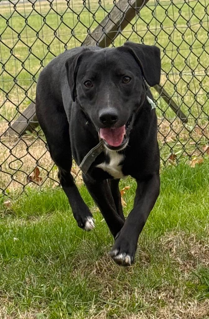 Journey, a Adoptable mixed breed in Gallatin, TN image 1/3