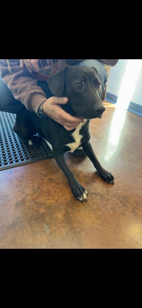 Journey, a Adoptable mixed breed in Gallatin, TN image 2/3