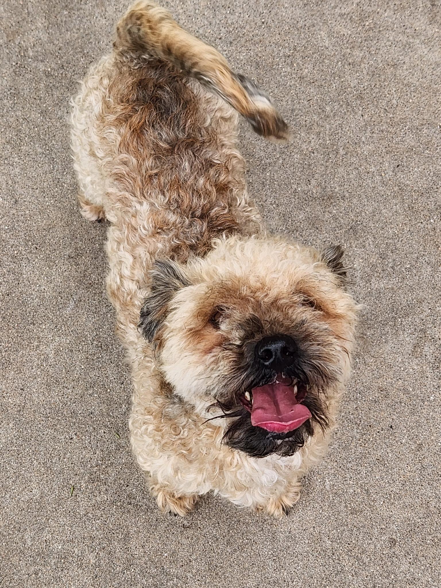 Migo, ADOPTABLE, Adult Male Miniature Poodle & Havanese.