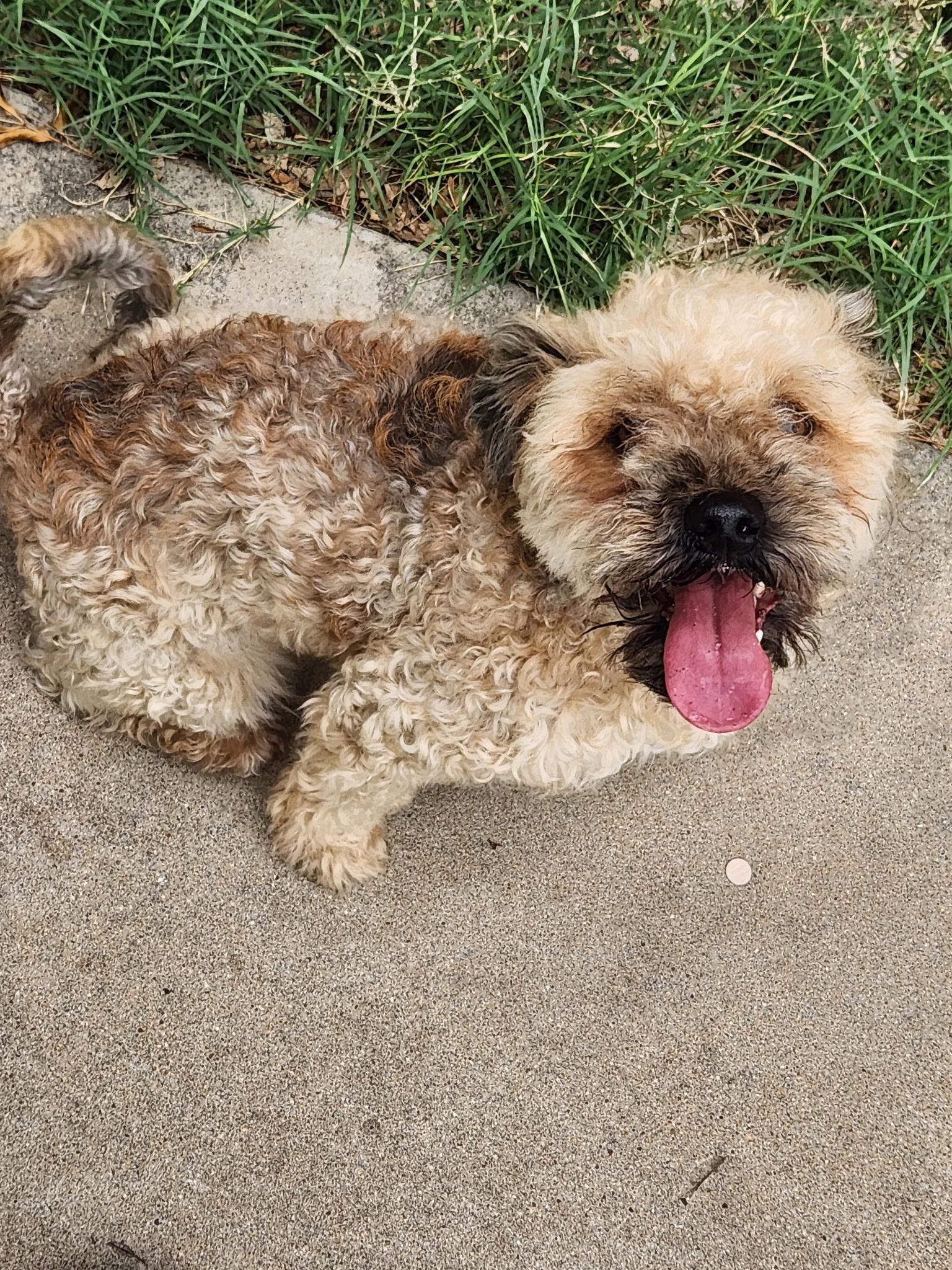Enlarge Migo, a ADOPTABLE mixed breed in San Angelo, TX image 2/2
