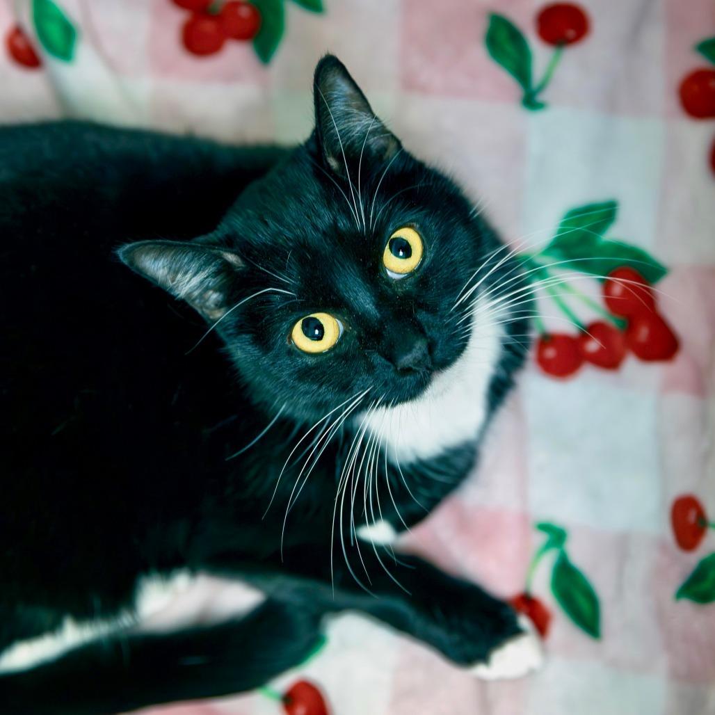 Hana, Adoptable, Adult Female Domestic Short Hair.
