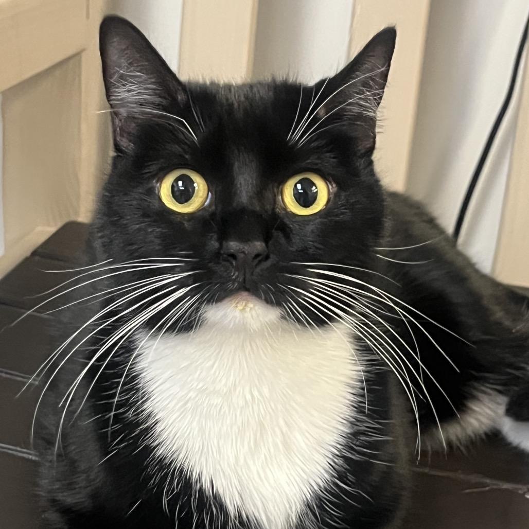 Hana, Adoptable, Adult Female Domestic Short Hair.