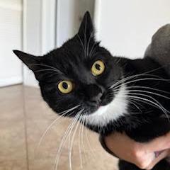 Enlarge Hana, a Adoptable mixed breed in Las Vegas, NV image 3/4