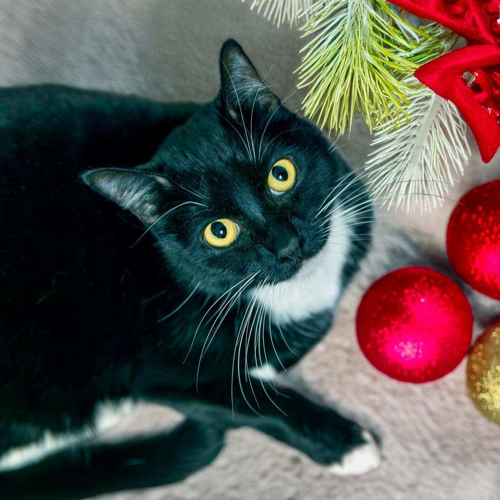 Enlarge Hana, a Adoptable mixed breed in Las Vegas, NV image 4/4