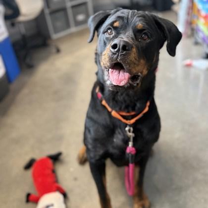 Enlarge Mama, a Adoptable mixed breed in Janesville, WI image 1/3