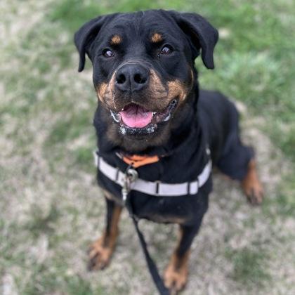 Enlarge Mama, a Adoptable mixed breed in Janesville, WI image 2/3