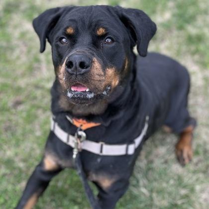 Enlarge Mama, a Adoptable mixed breed in Janesville, WI image 3/3