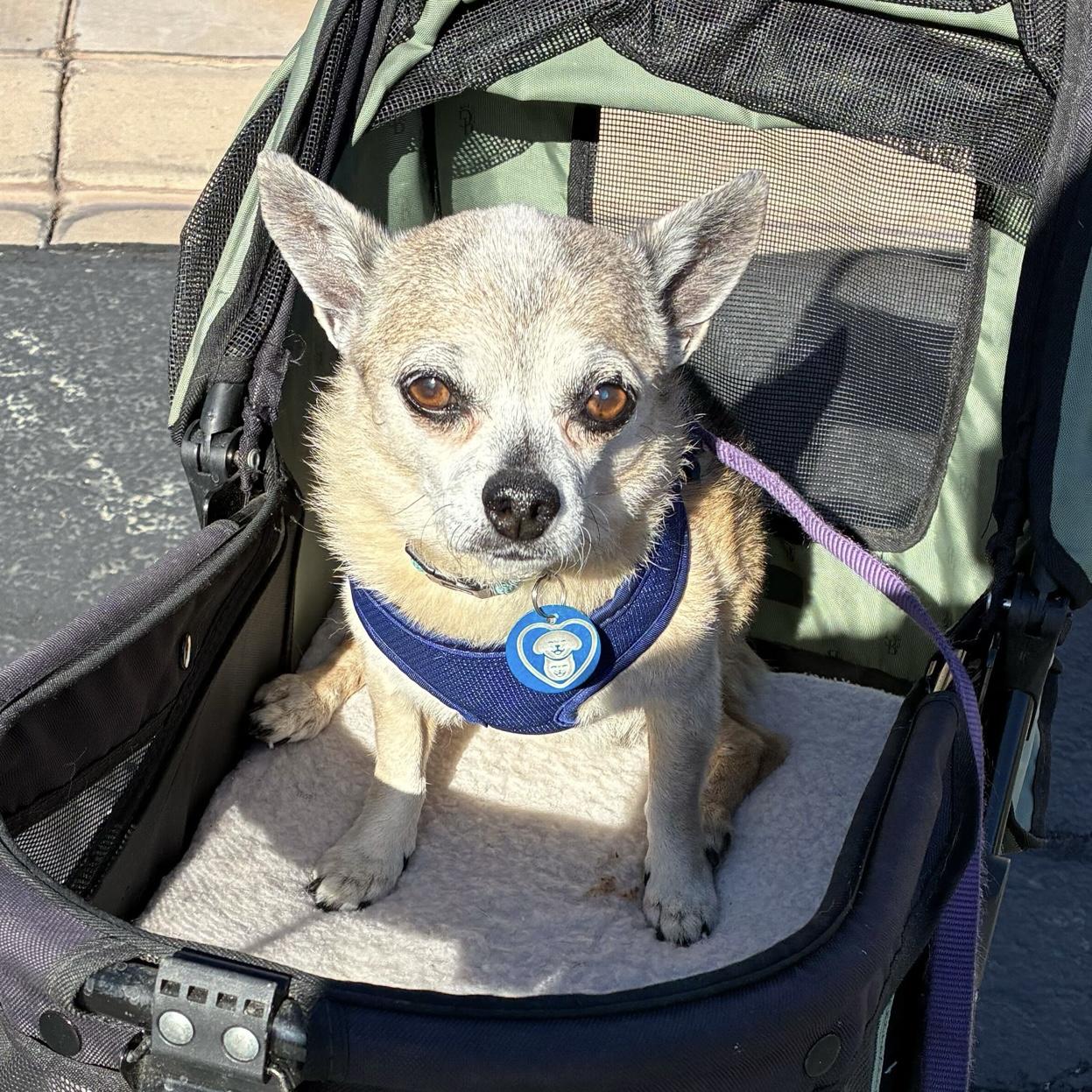 Enlarge Bailey, a Adoptable Chihuahua in Hurricane, UT image 3/6