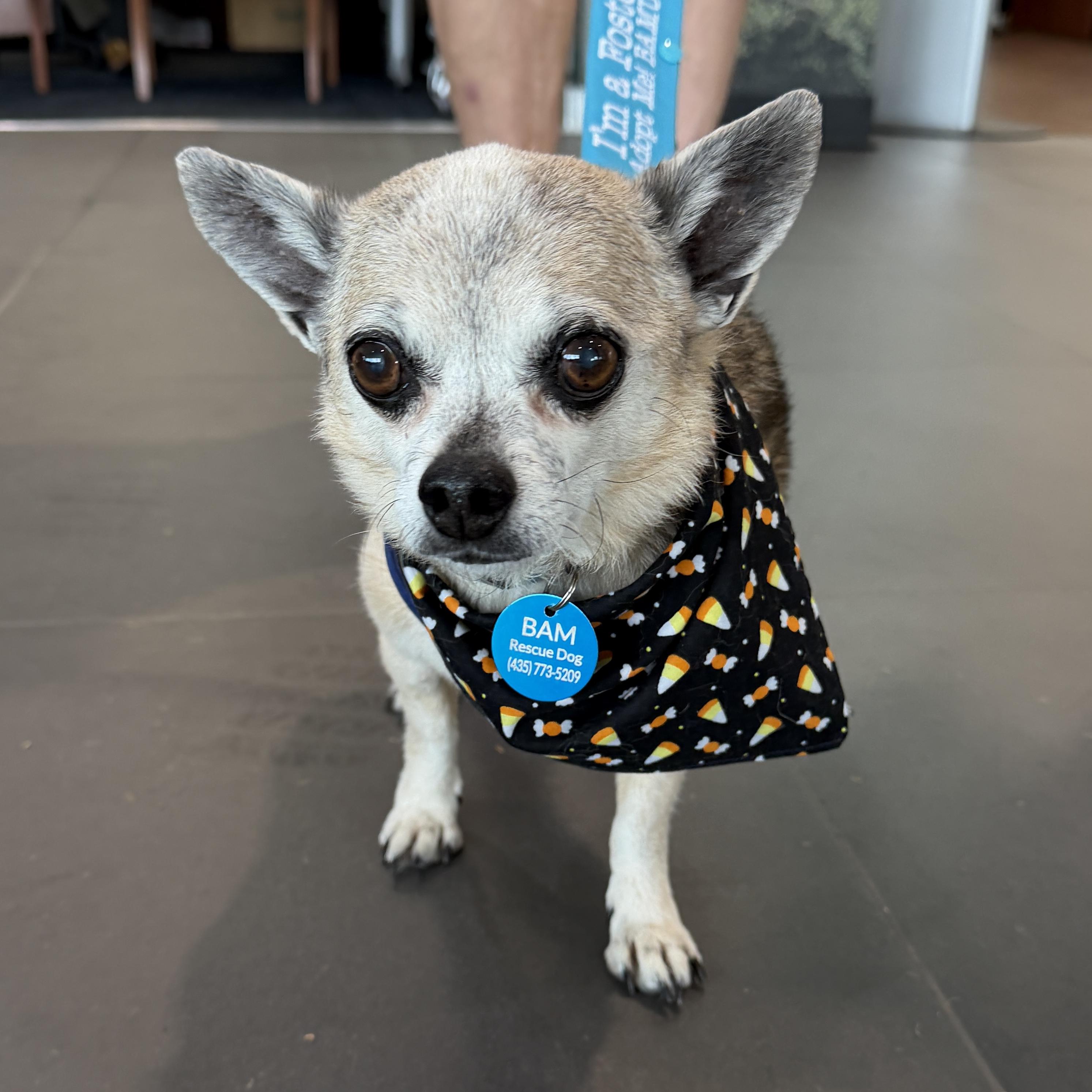 Bailey, Adoptable, Senior Male Chihuahua.