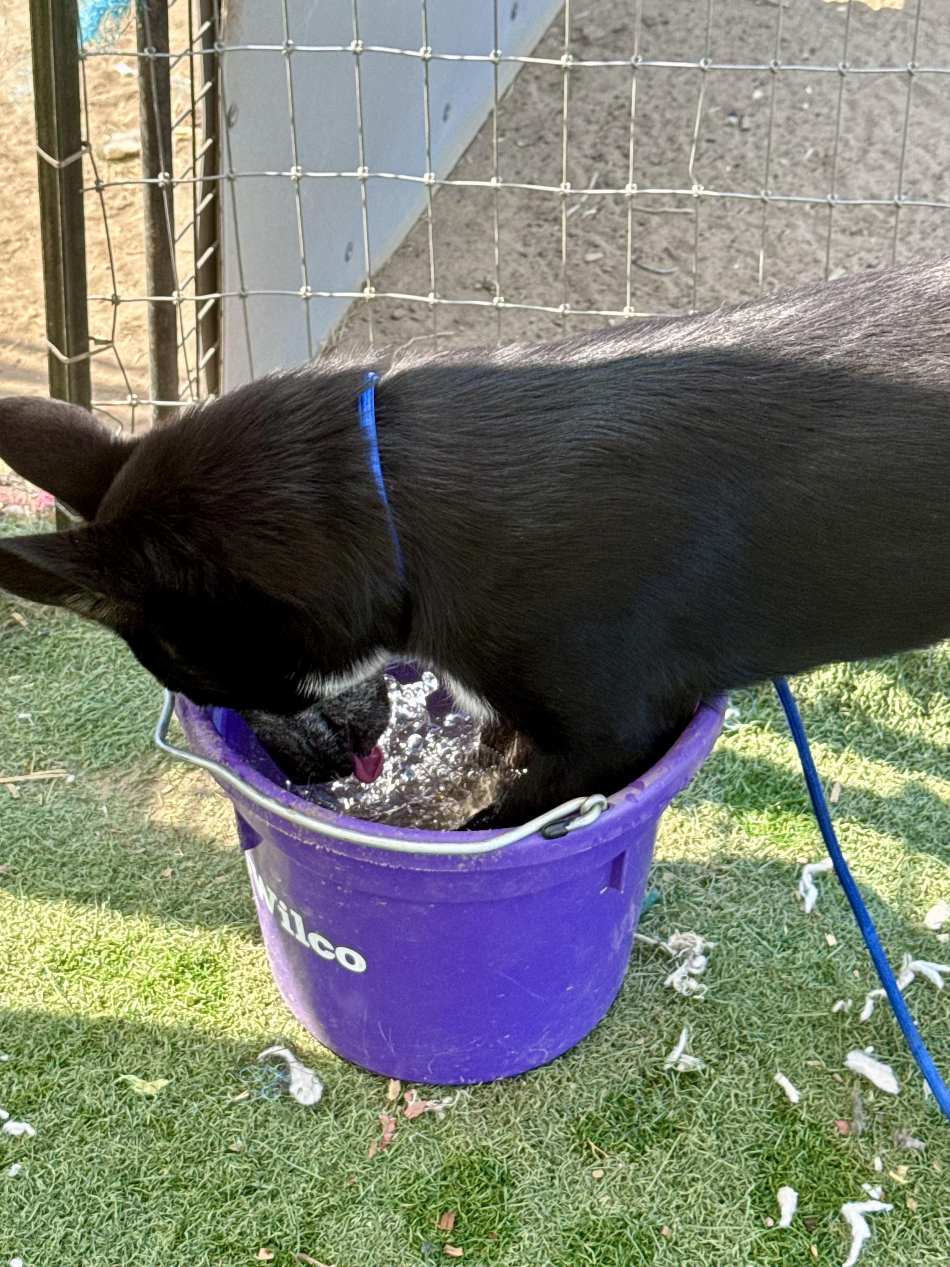 Enlarge Slate, a ADOPTABLE mixed breed in Bend, OR image 2/5