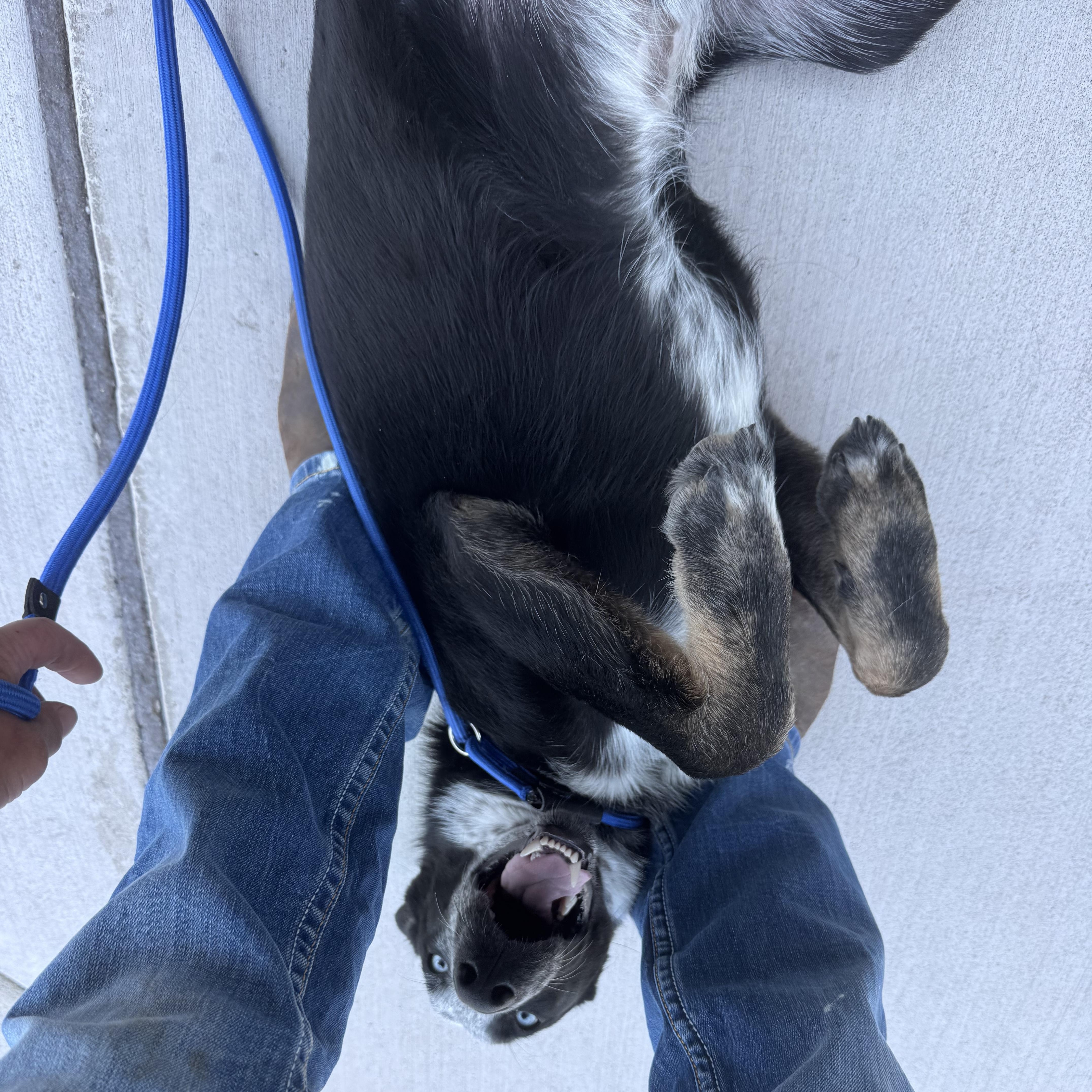 Enlarge Slate, a ADOPTABLE mixed breed in Bend, OR image 5/5