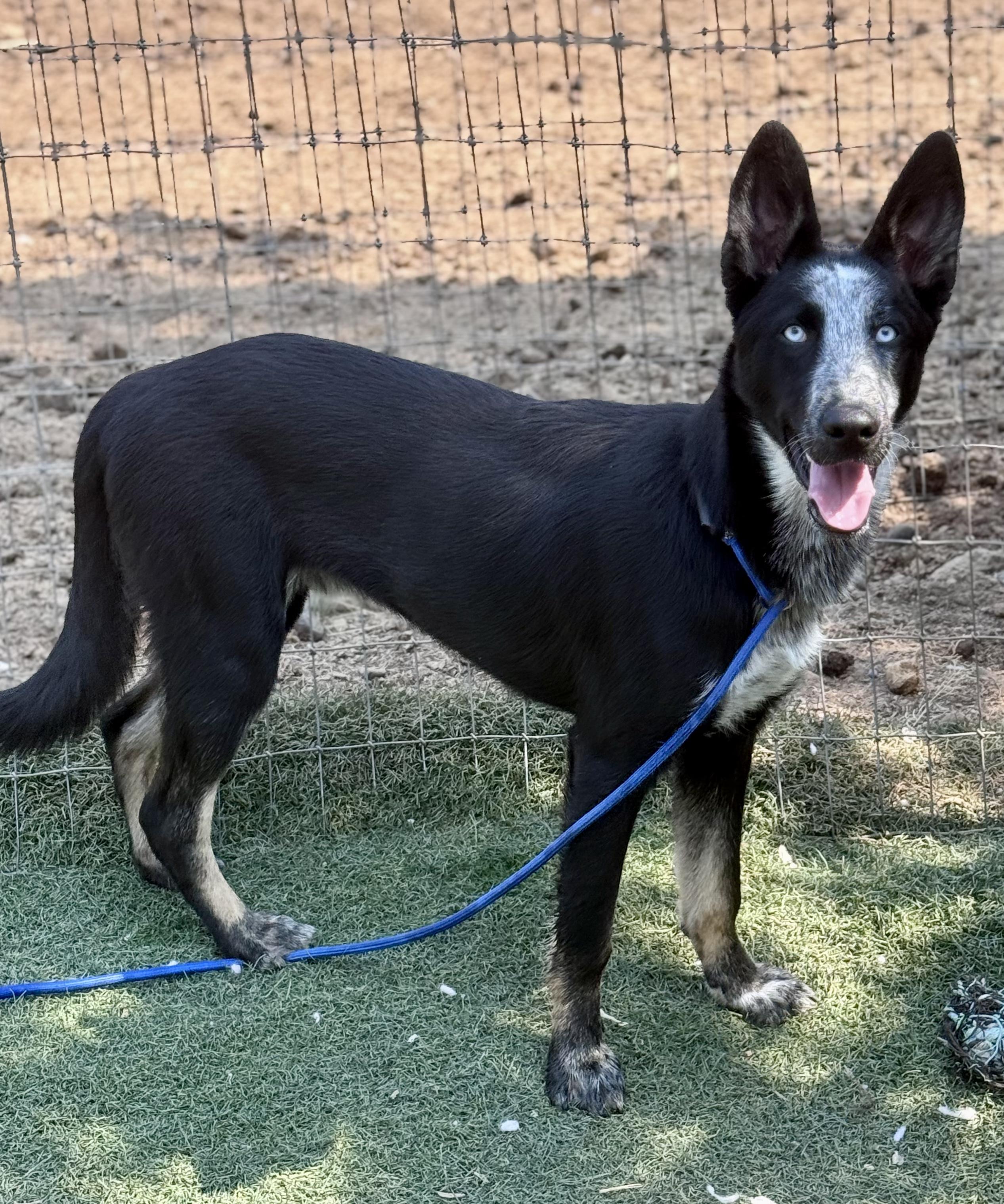 Slate, ADOPTABLE, Young Male Border Collie & Husky.
