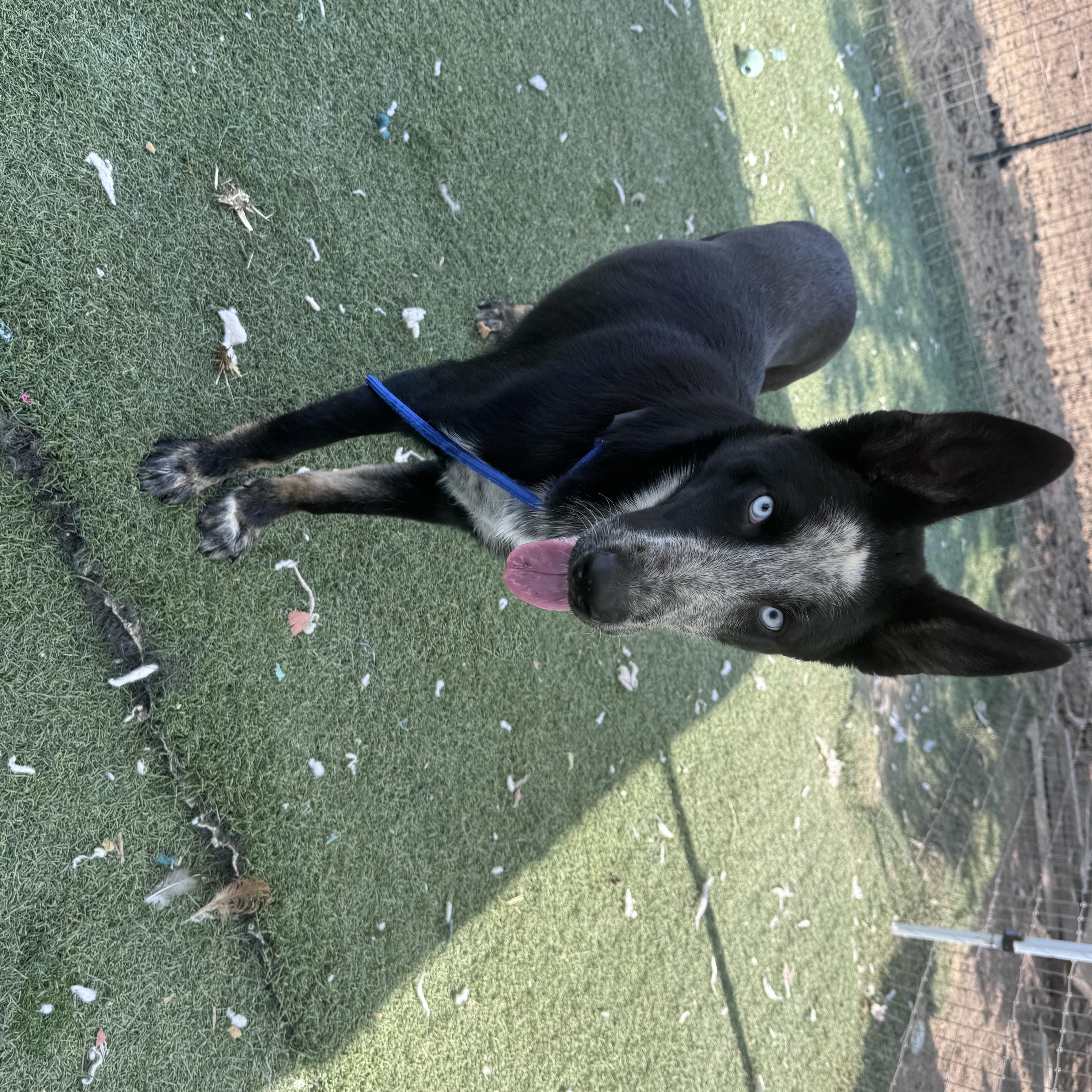 Enlarge Slate, a ADOPTABLE mixed breed in Bend, OR image 4/5