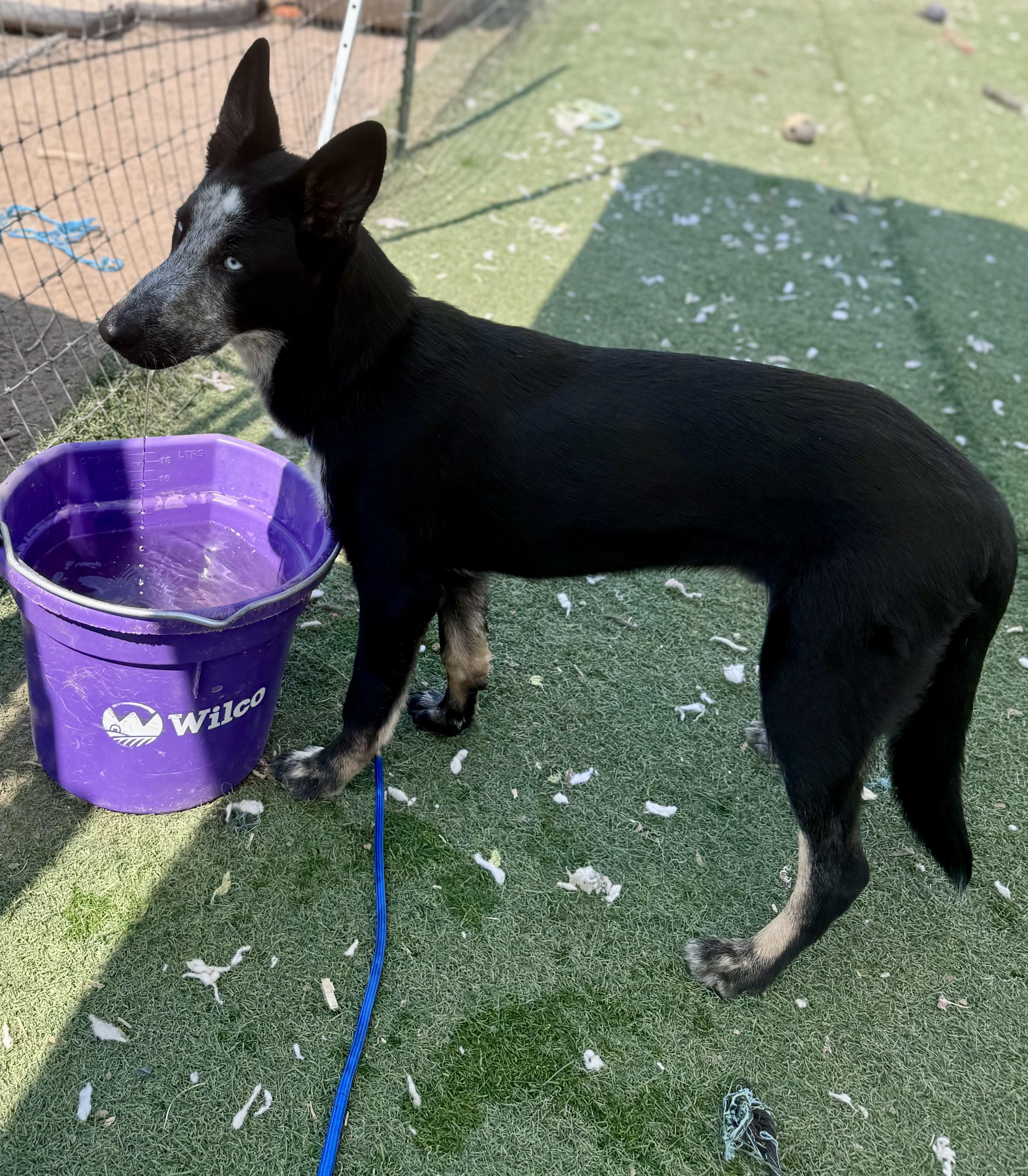 Enlarge Slate, a ADOPTABLE mixed breed in Bend, OR image 3/5