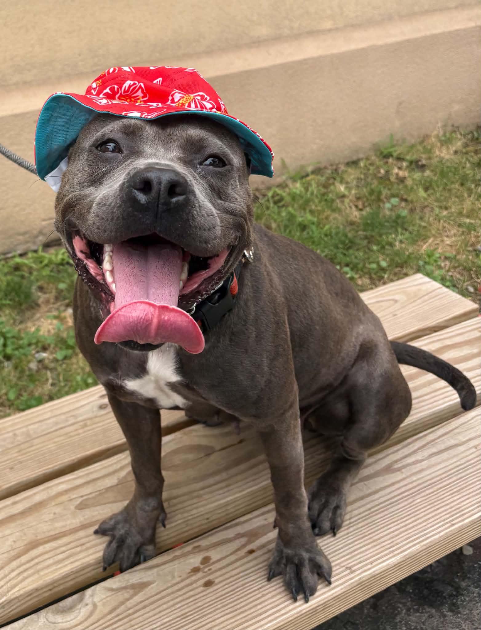 Clover, adoptable, Young Female Staffordshire Bull Terrier & Pit Bull Terrier.