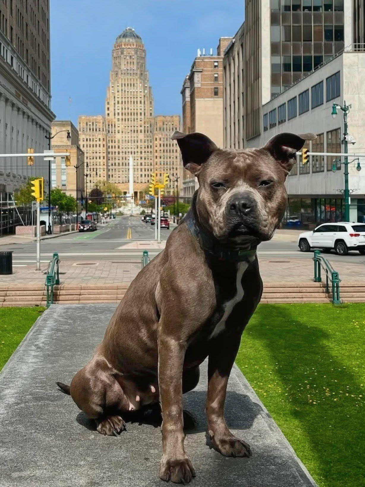 Enlarge Clover, an adoptable mixed breed in Buffalo, NY image 6/6