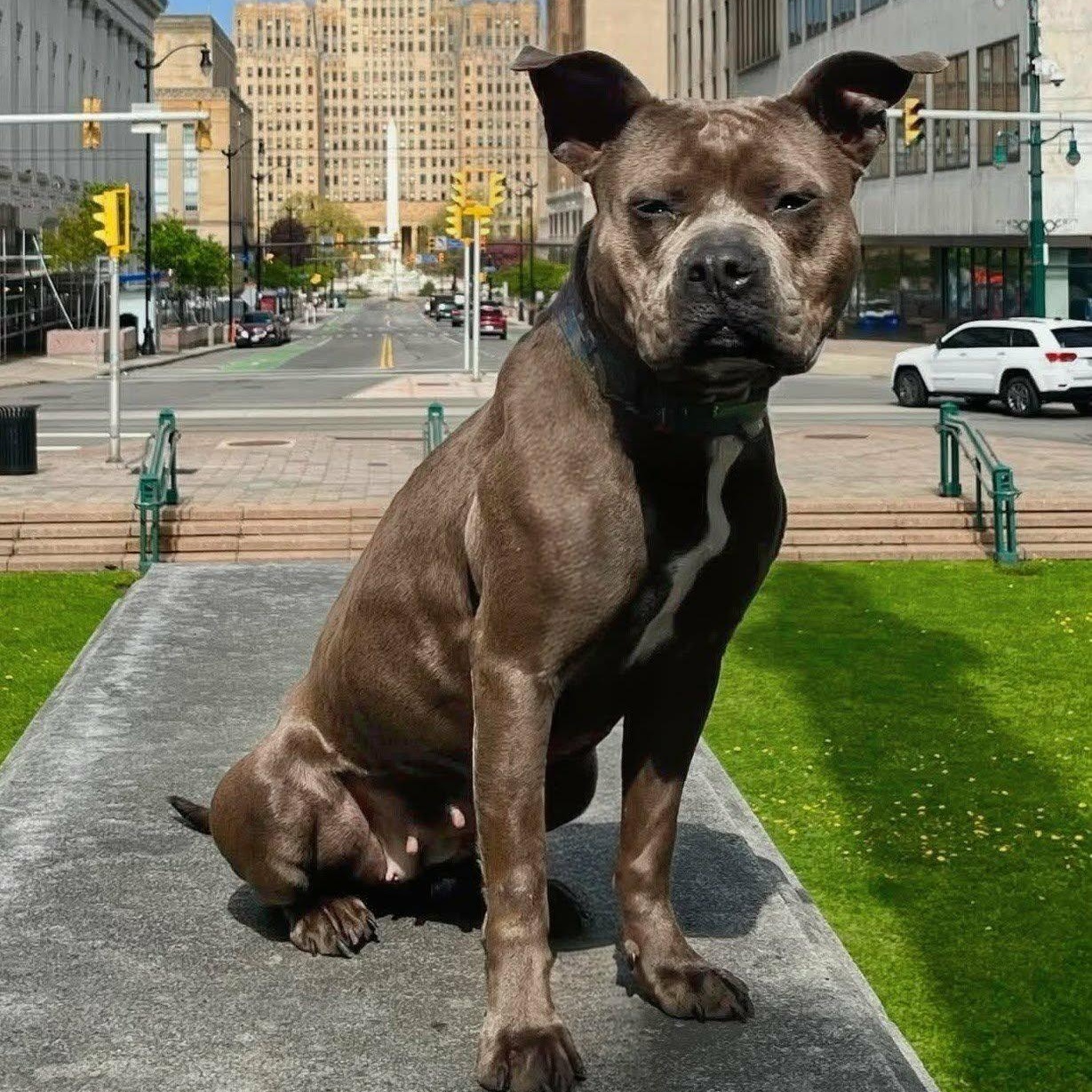Clover, an adoptable mixed breed in Buffalo, NY image 6/6