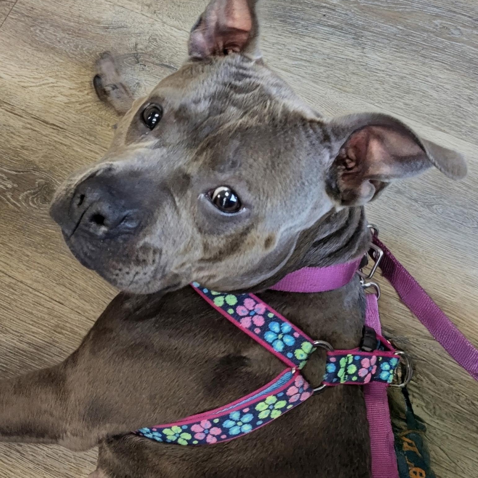 Enlarge Clover, a ADOPTABLE mixed breed in Buffalo, NY image 1/6