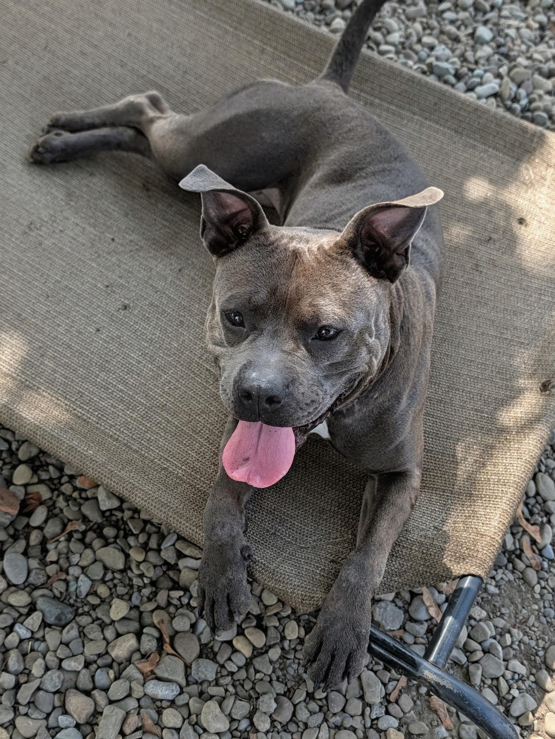 Enlarge Clover, an adoptable mixed breed in Buffalo, NY image 2/6