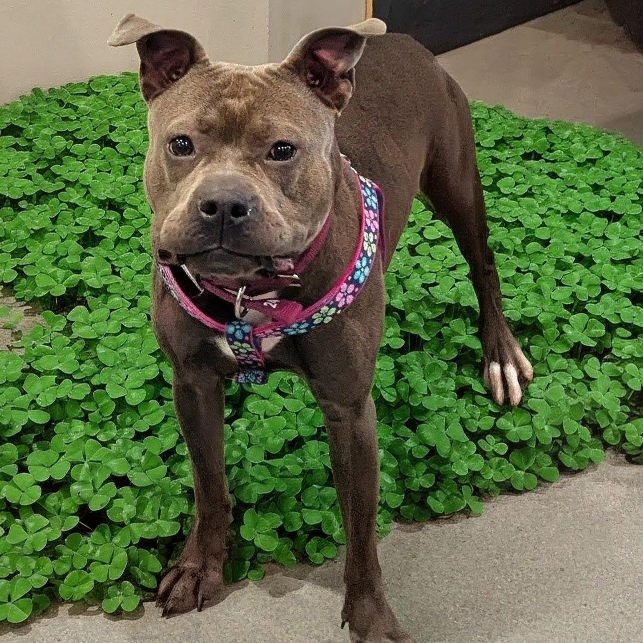 Clover, adoptable, Young Female Pit Bull Terrier.