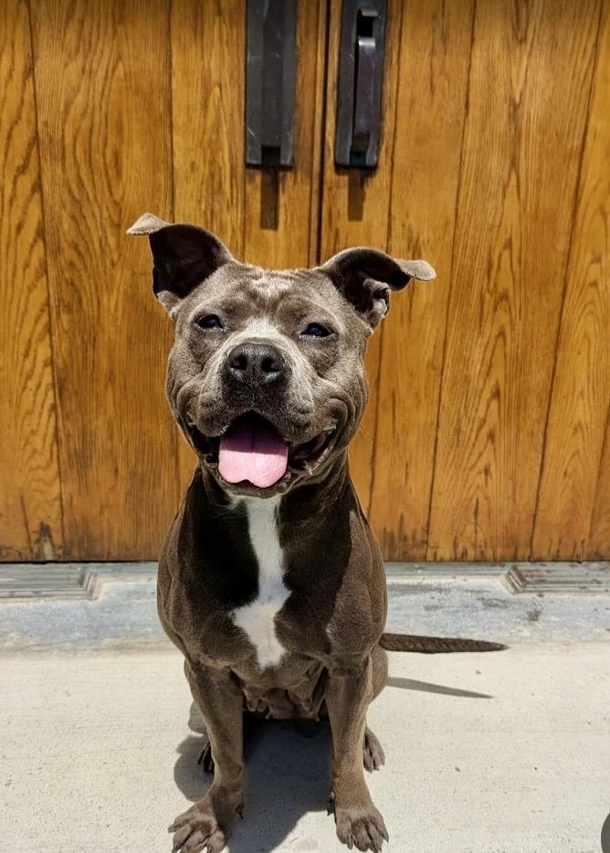 Clover, adoptable, Young Female Pit Bull Terrier.