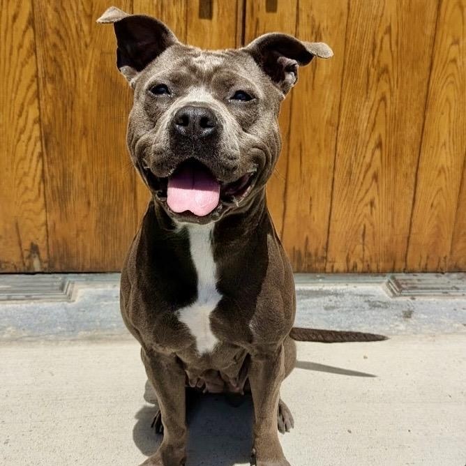 Enlarge Clover, an adoptable mixed breed in Buffalo, NY image 1/6