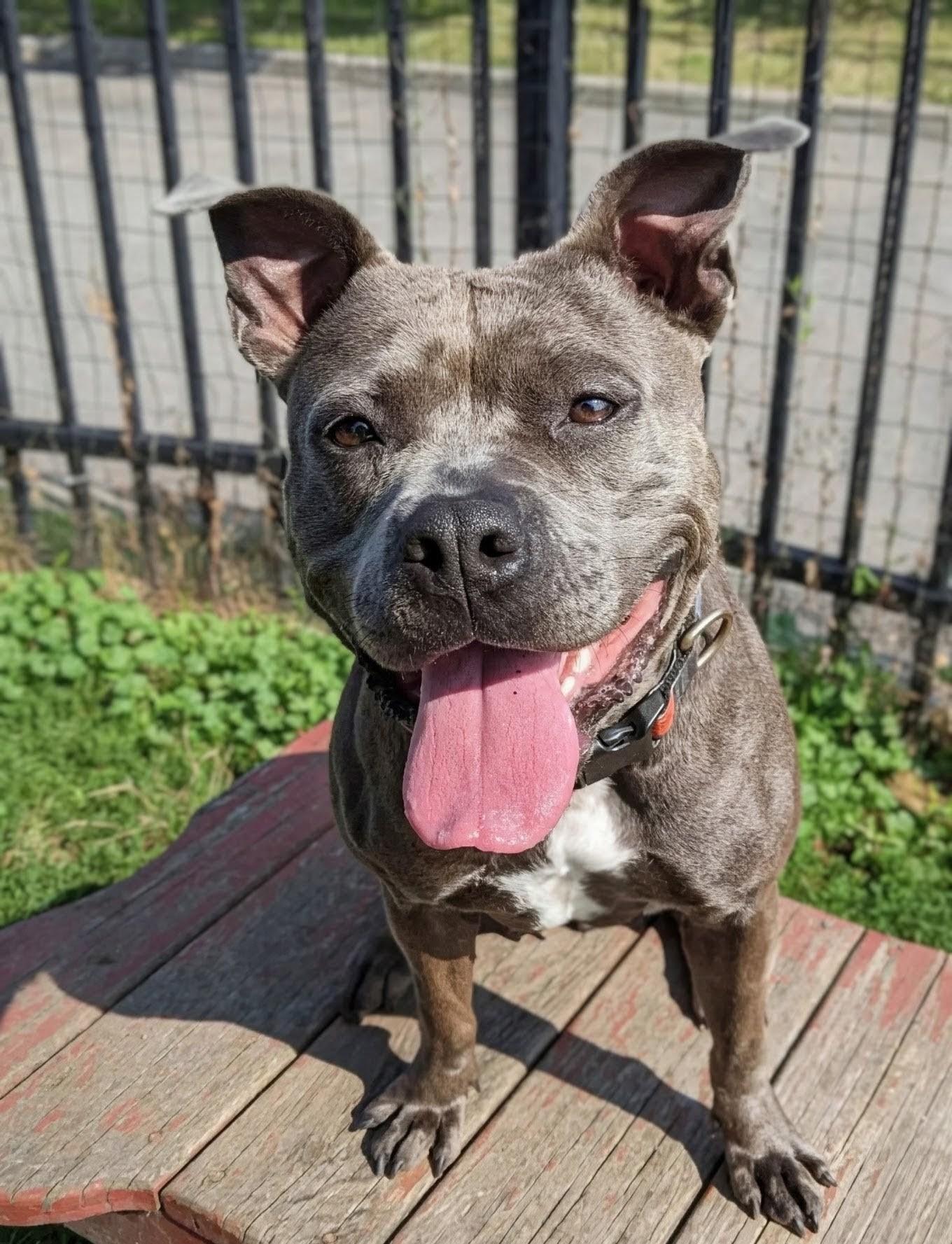 Enlarge Clover, an adoptable mixed breed in Buffalo, NY image 3/6