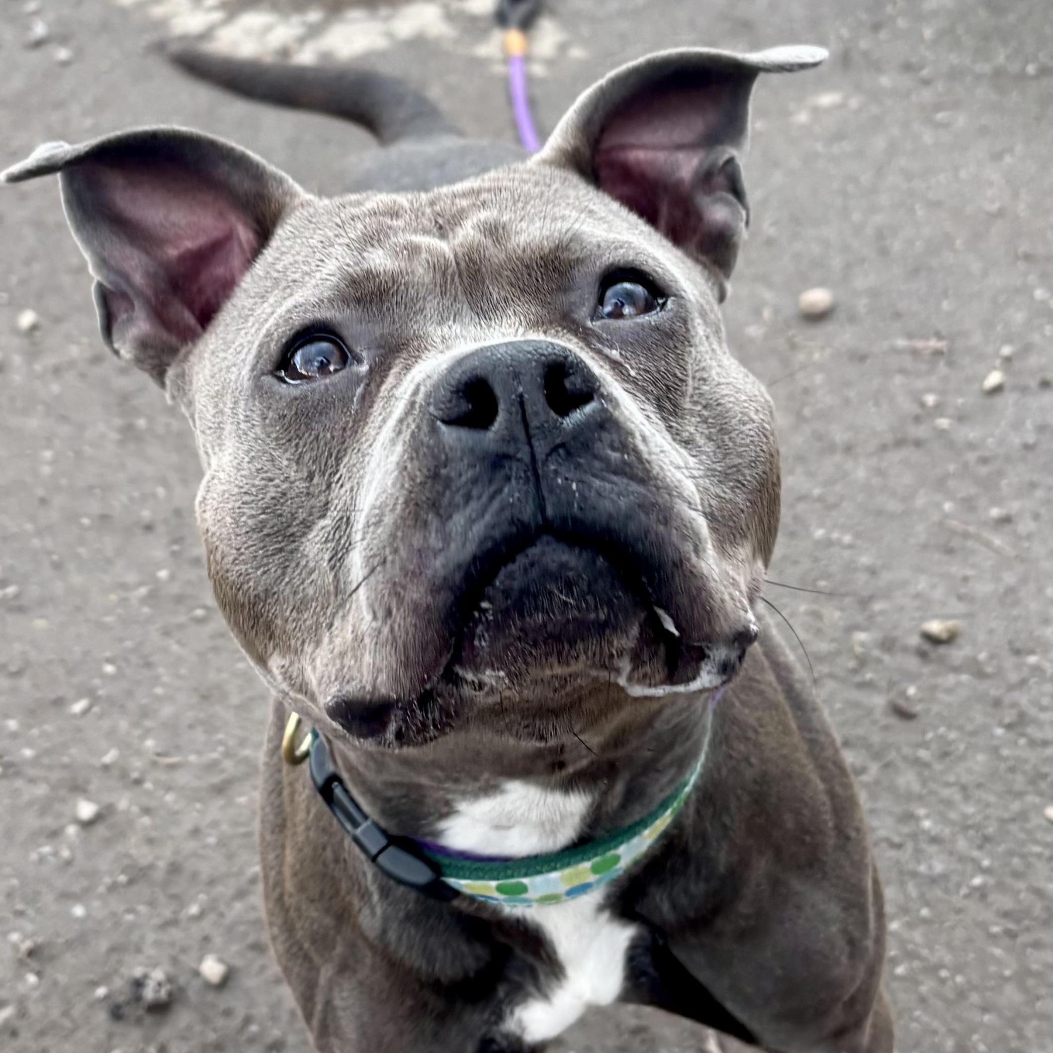 Enlarge Clover, a ADOPTABLE mixed breed in Buffalo, NY image 3/6