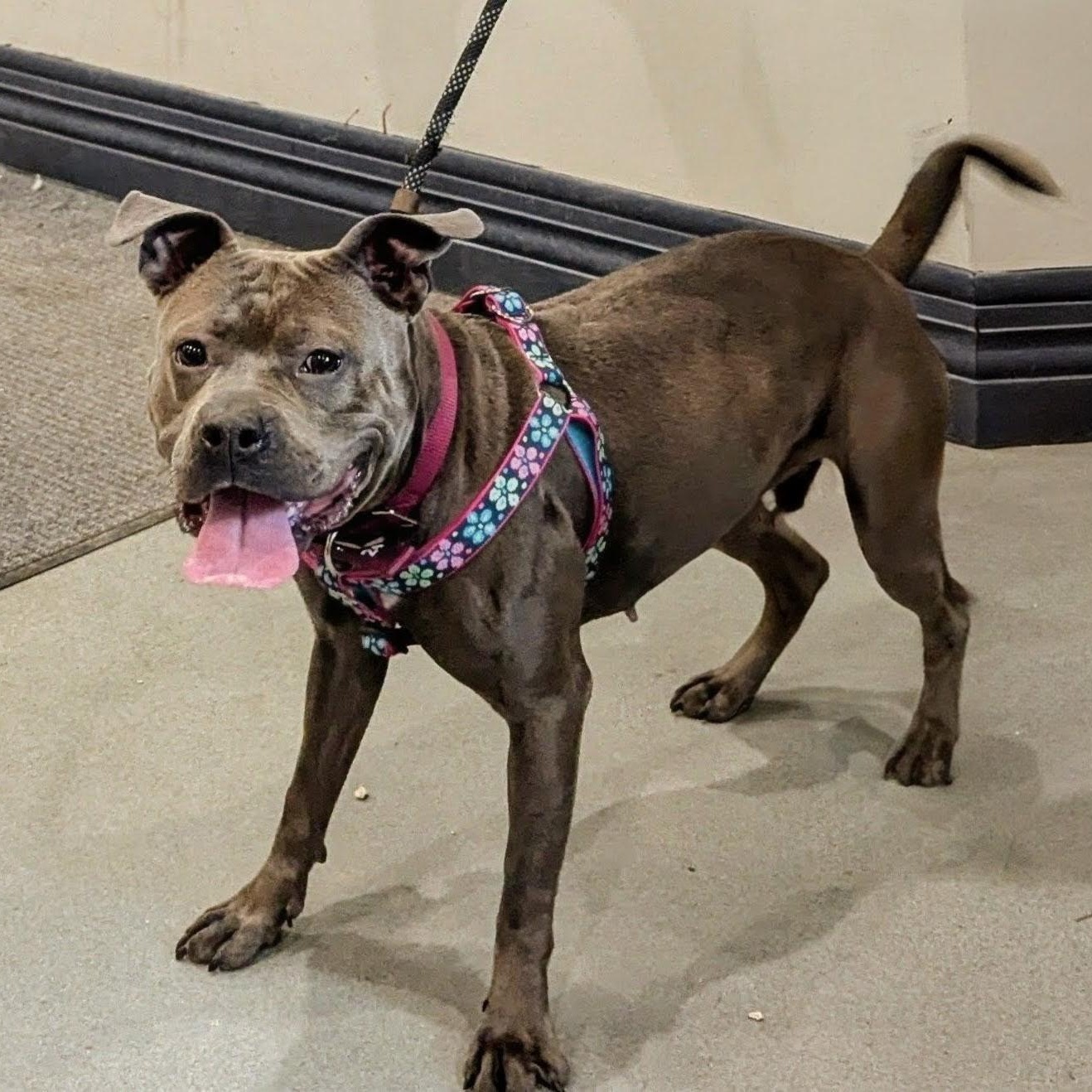 Enlarge Clover, a ADOPTABLE mixed breed in Buffalo, NY image 5/6