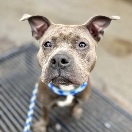 Enlarge Clover, a ADOPTABLE mixed breed in Buffalo, NY image 5/6