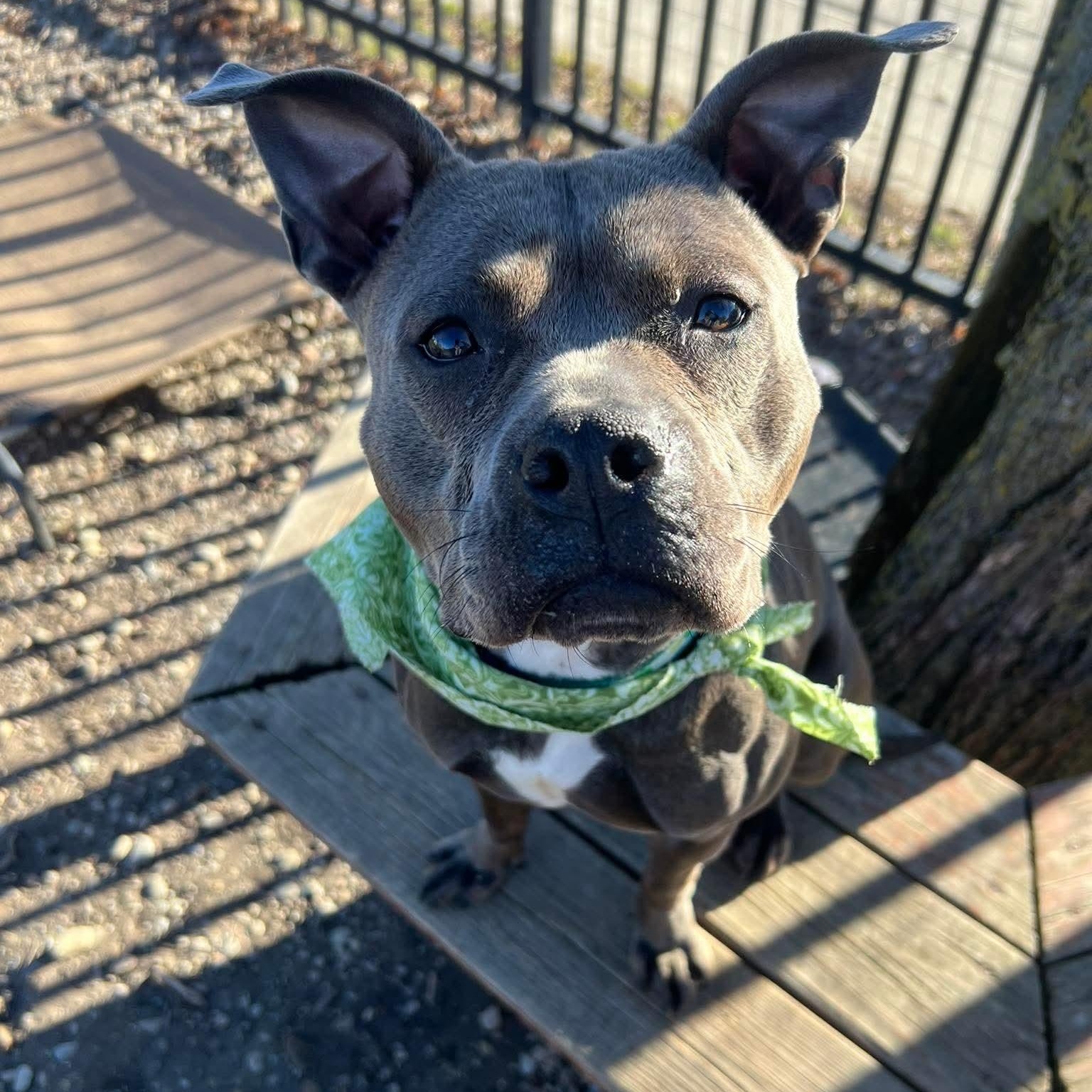 Enlarge Clover, a ADOPTABLE mixed breed in Buffalo, NY image 1/6