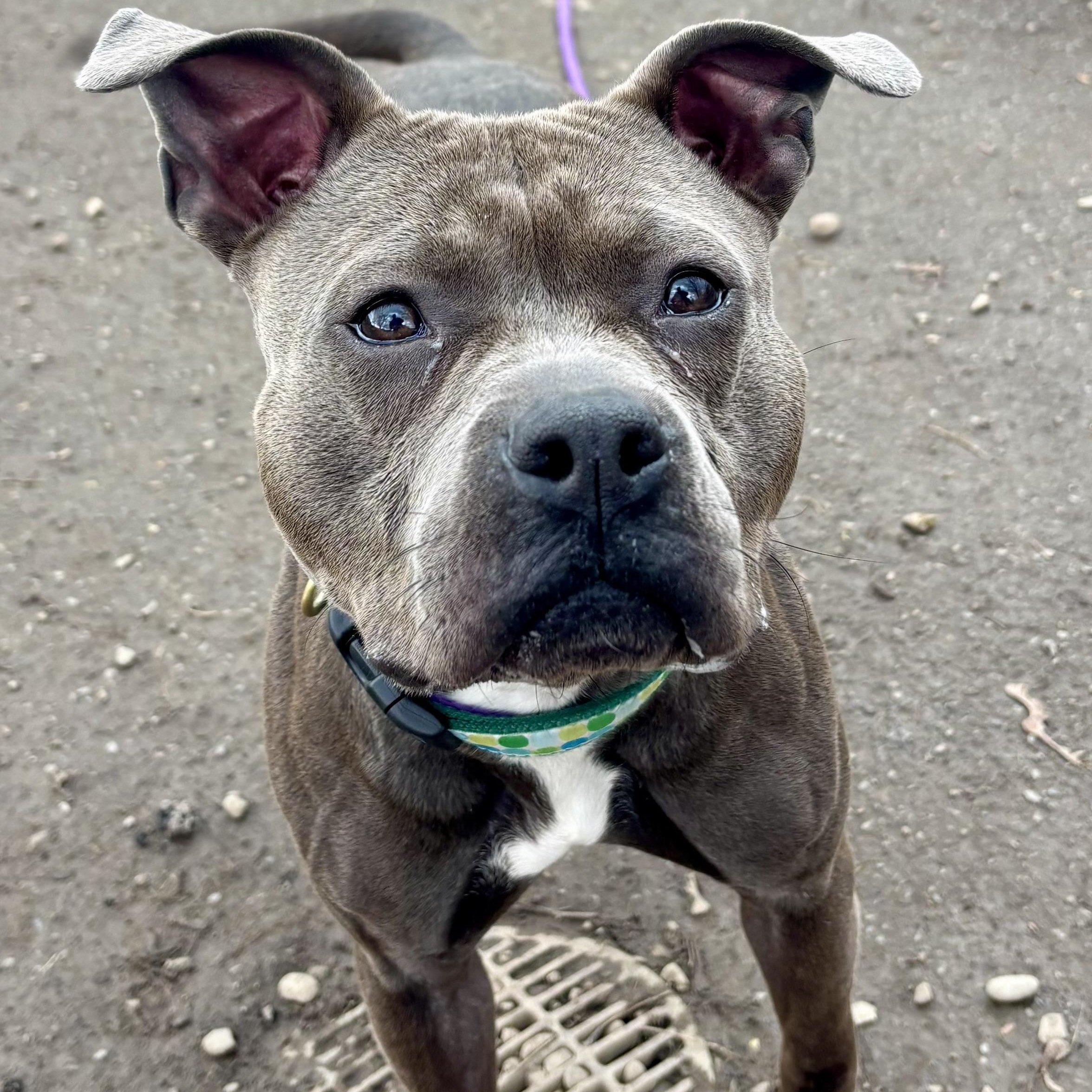 Enlarge Clover, a ADOPTABLE mixed breed in Buffalo, NY image 2/6