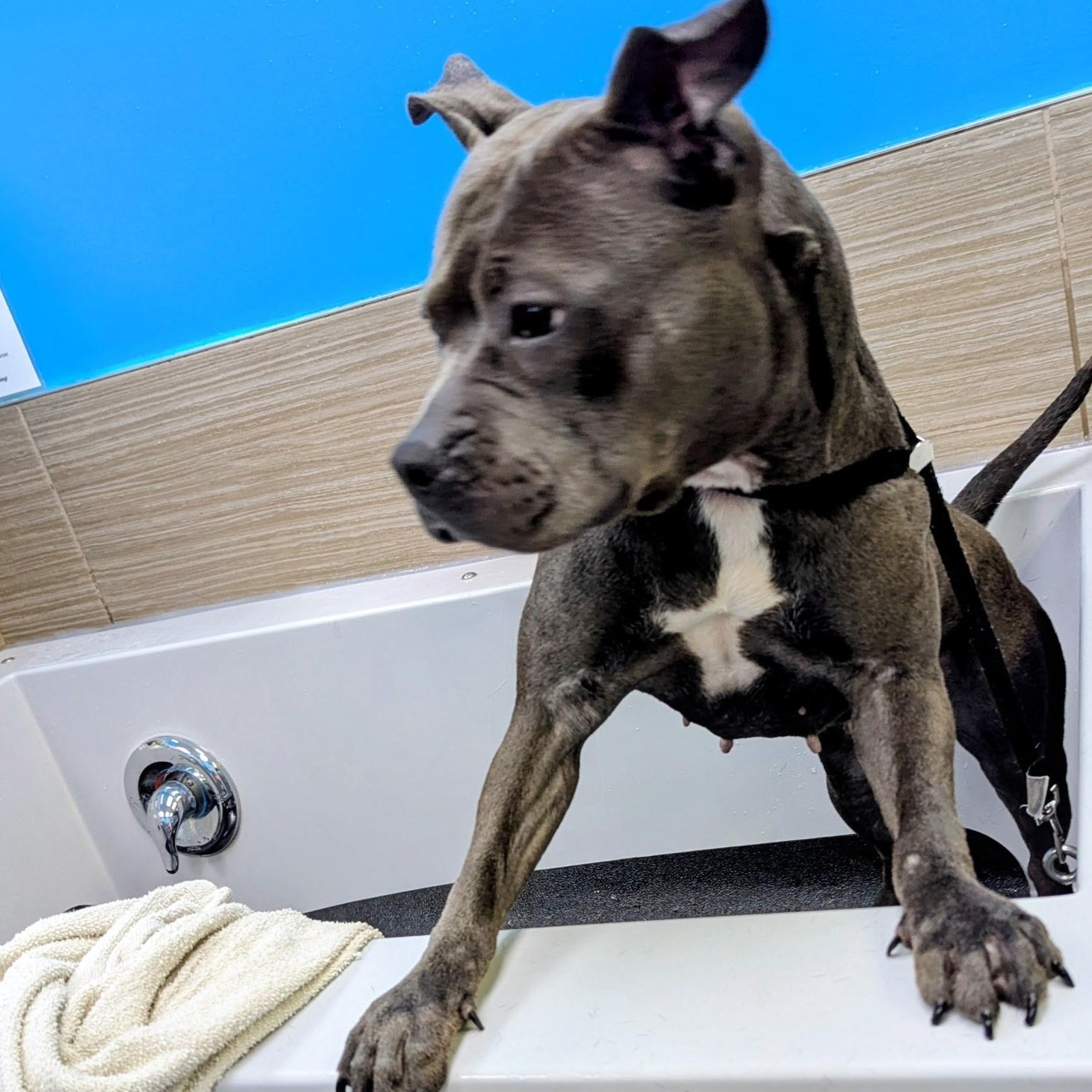 Enlarge Clover, a ADOPTABLE mixed breed in Buffalo, NY image 3/6