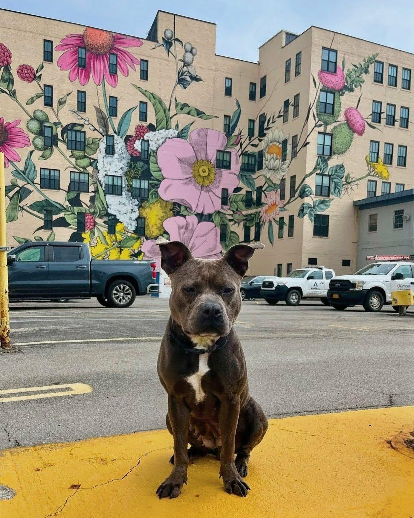 Enlarge Clover, an adoptable mixed breed in Buffalo, NY image 5/6