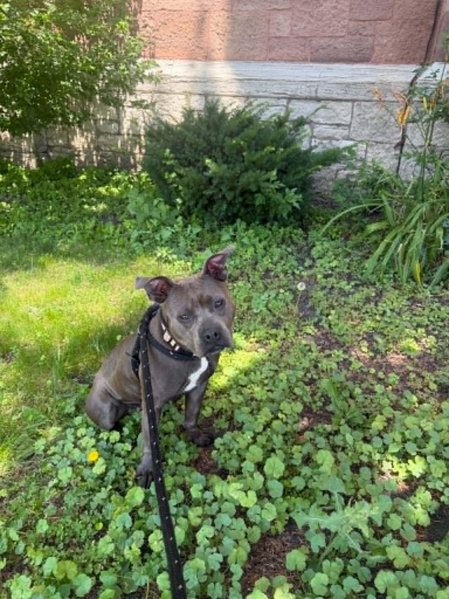 Clover, an adoptable mixed breed in Buffalo, NY image 4/6