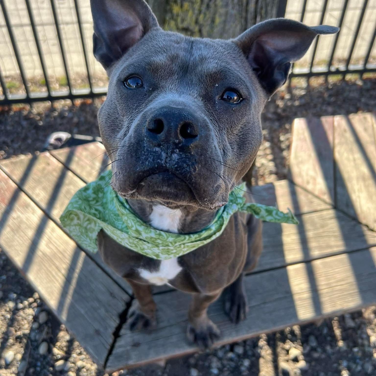 Enlarge Clover, a ADOPTABLE mixed breed in Buffalo, NY image 4/6