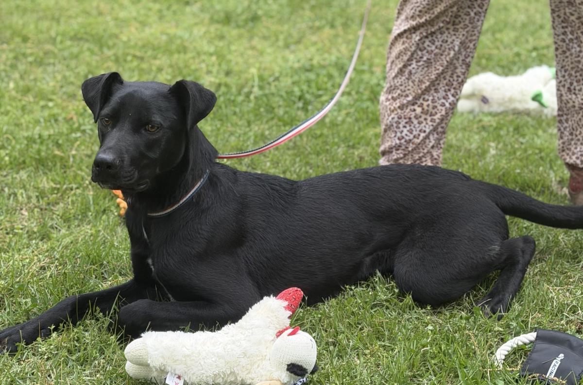 Toby, Adoptable, Puppy Male Catahoula Leopard Dog & Labrador Retriever.